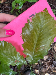 (c) Shelby Lyn Sanders, some rights reserved (CC BY) Quercus muehlenbergii, photograph (c) Shelby Lyn Sanders, some rights reserved (CC BY)