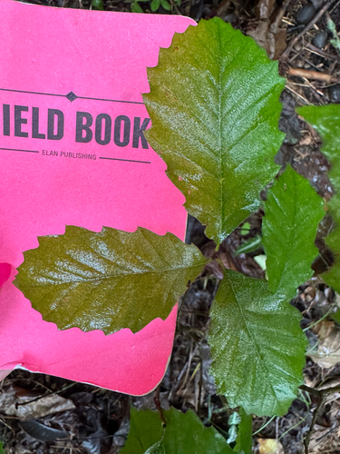 Quercus muehlenbergii