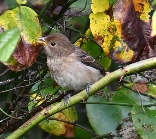 Indigo Bunting