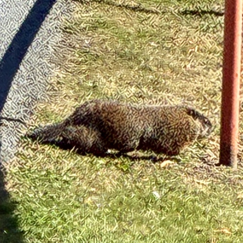 Groundhog