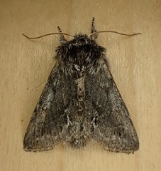 Pleromelloida bonuscula