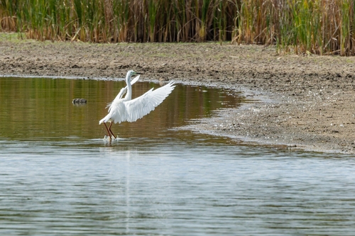 Great Egret