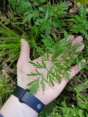 Perideridia americana