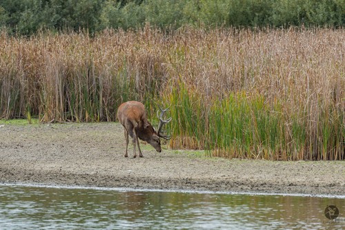 Red Deer