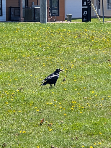 American Crow