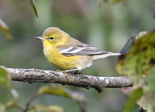 Pine Warbler