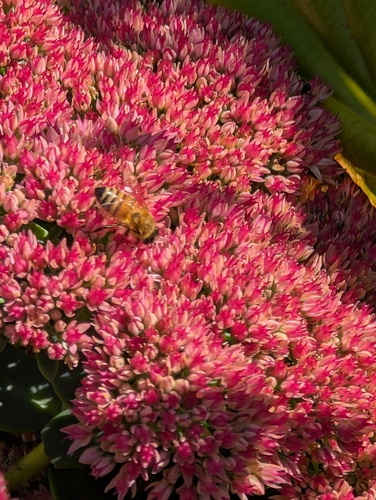 Western Honey Bee