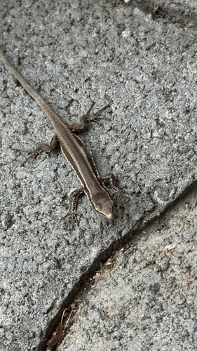 Madeira Lizard