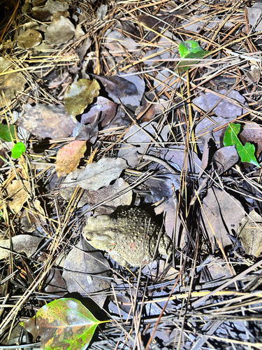 Asiatic Toad