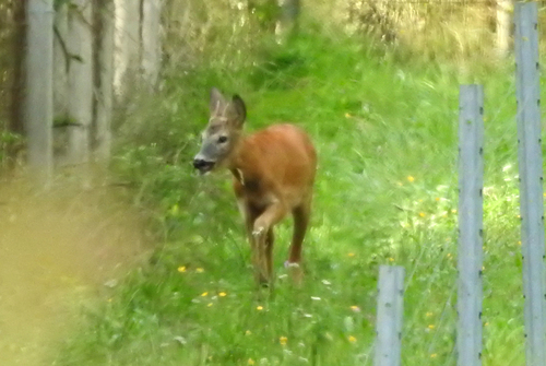 Western Roe Deer