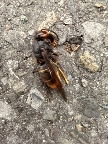 Yellow-legged Hornet