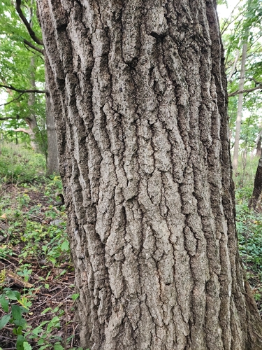 northern red oak