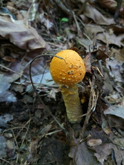 Saproamanita manicata