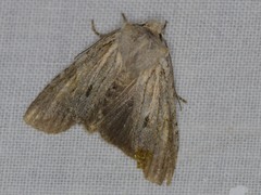 Lithophane patefacta