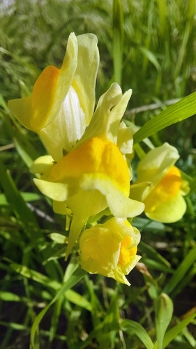 common toadflax