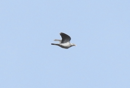 Common Wood-Pigeon