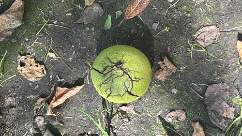 eastern black walnut