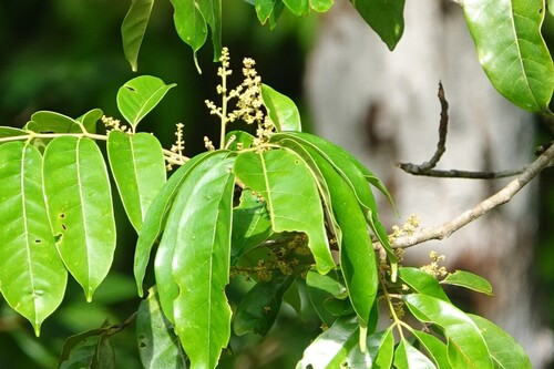 Tapirira guianensis, 2026-09-18