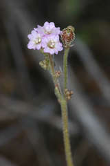 Boerhavia dominii