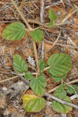 Boerhavia dominii