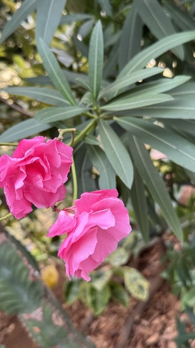 oleander
