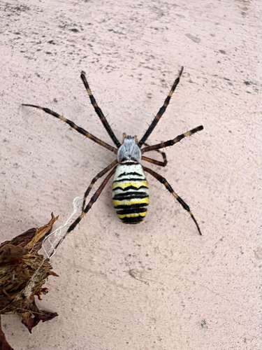 Wasp Spider