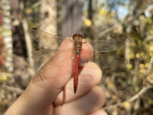 Vagrant Darter