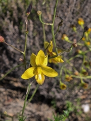 Cyanella lutea