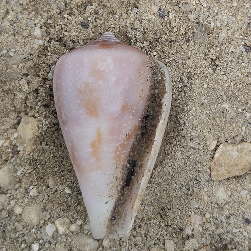Conus ermineus observed 2026-09-24