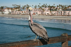 Pelecanus occidentalis