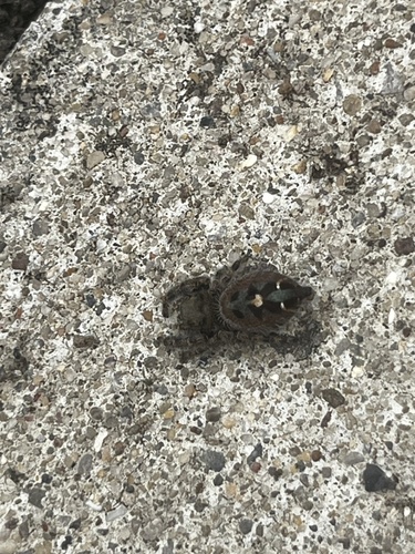 Bold Jumping Spider