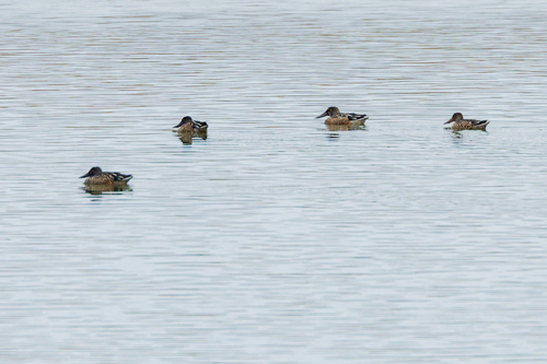 Northern Shoveler