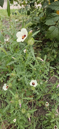 flower-of-an-hour