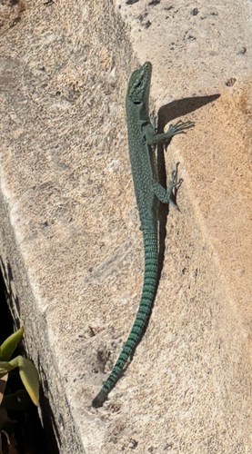 Sharp-snouted Rock Lizard
