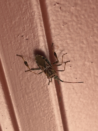 Western Conifer Seed Bug