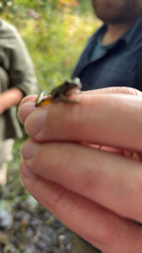 Northern Cricket Frog