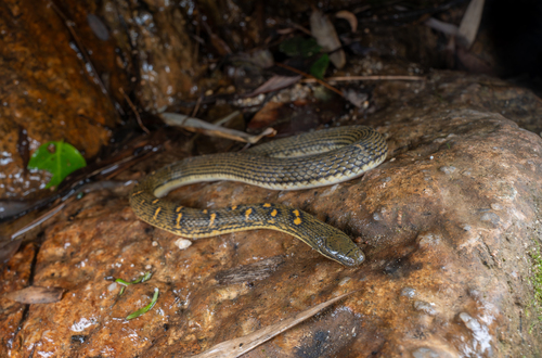 Opisthotropis cheni