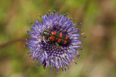 Trichodes leucopsideus