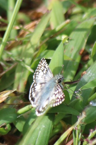Common Checkered-Skipper