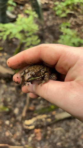 Green Frog