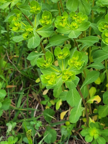 Sun spurge