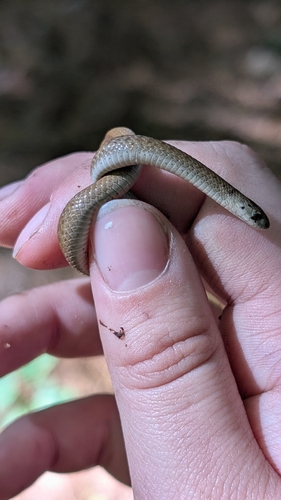 DeKay's Brownsnake