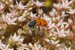 Trichodes octopunctatus