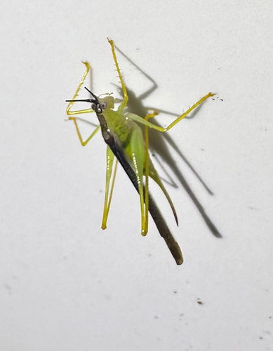 Macroteratura megafurcula