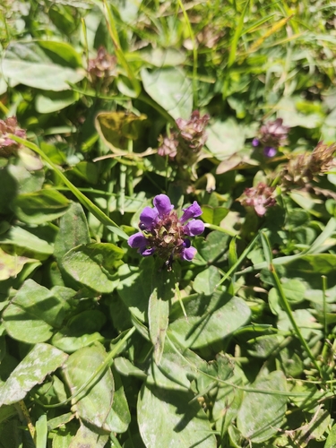 common selfheal