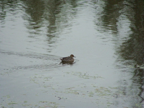 Northern Pintail