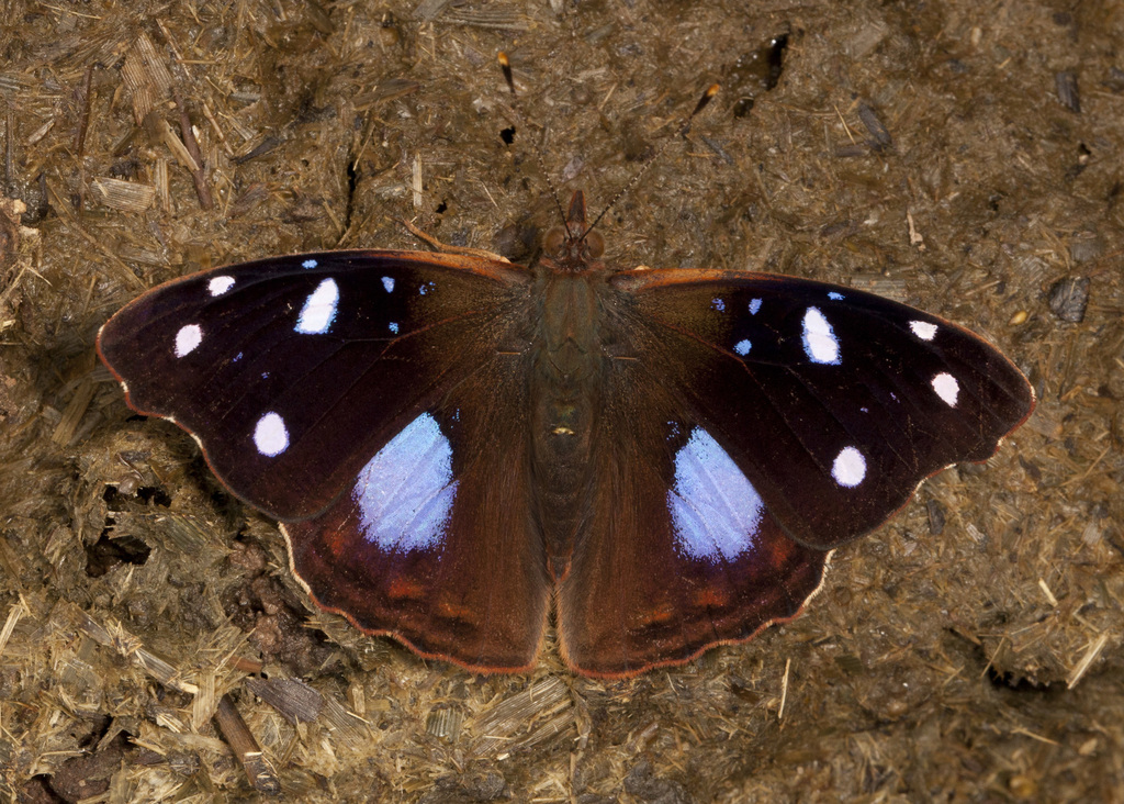 Salvin's empress