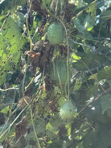 prickly cucumber