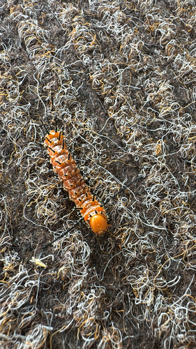 Spiny Oakworm Moth