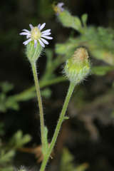 Vittadinia dissecta hirta